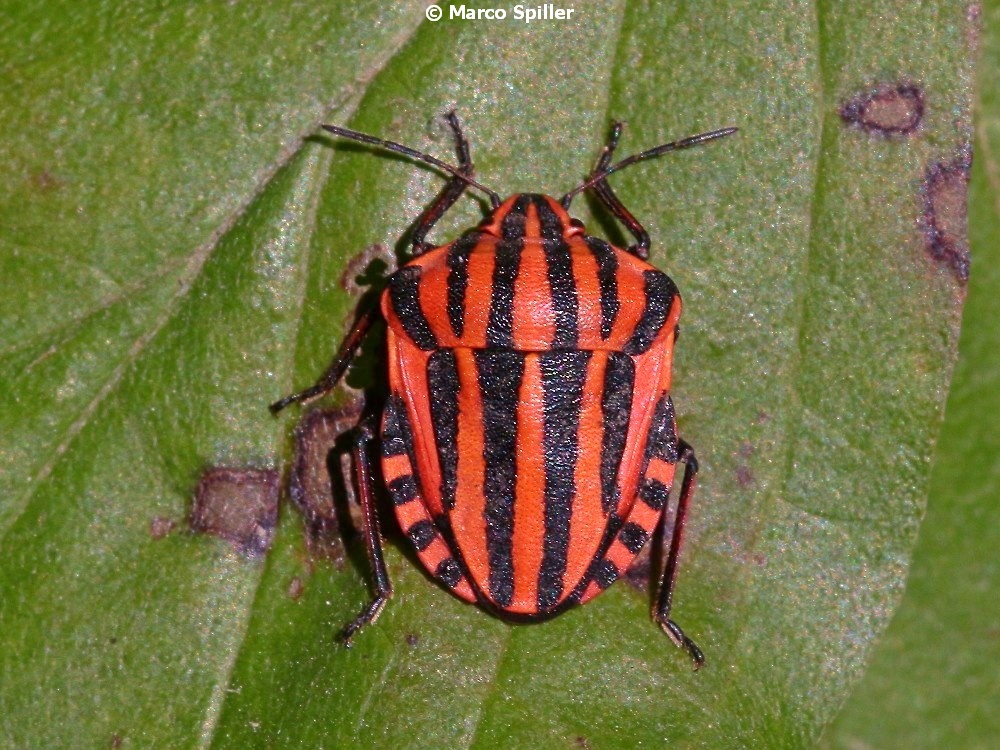 Graphosoma italicum italicum